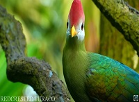 [MTV] 츮  Ƹٿ  , The Most Colorful Birds You'll Ever See In 4K - Birds Sound in the Forest | Scenic Relaxation Film